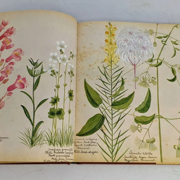 Vintage hardback book 'Victorian Flower Album' after 1873 watercolours by Henry Terry - Image 2