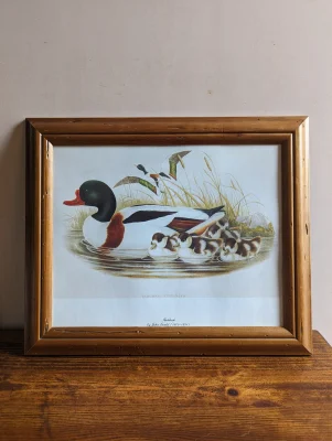 shelduck john gould framed print