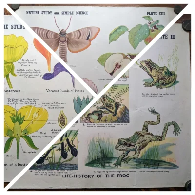 Natural sciences educational vintage posters