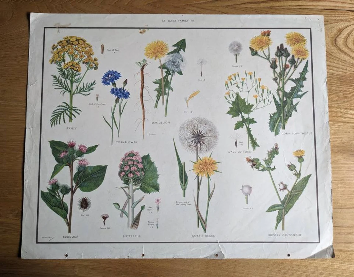 Midcentury educational wildflower posters