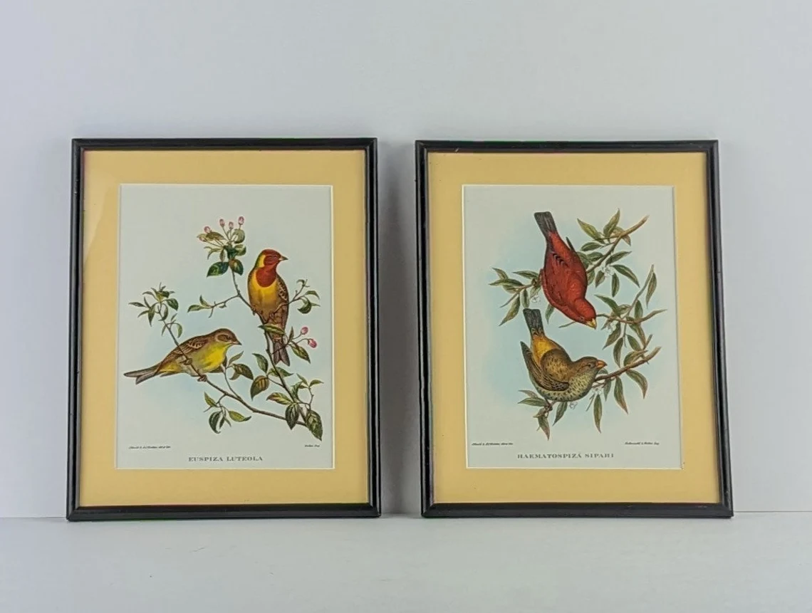2 antique bird illustration prints