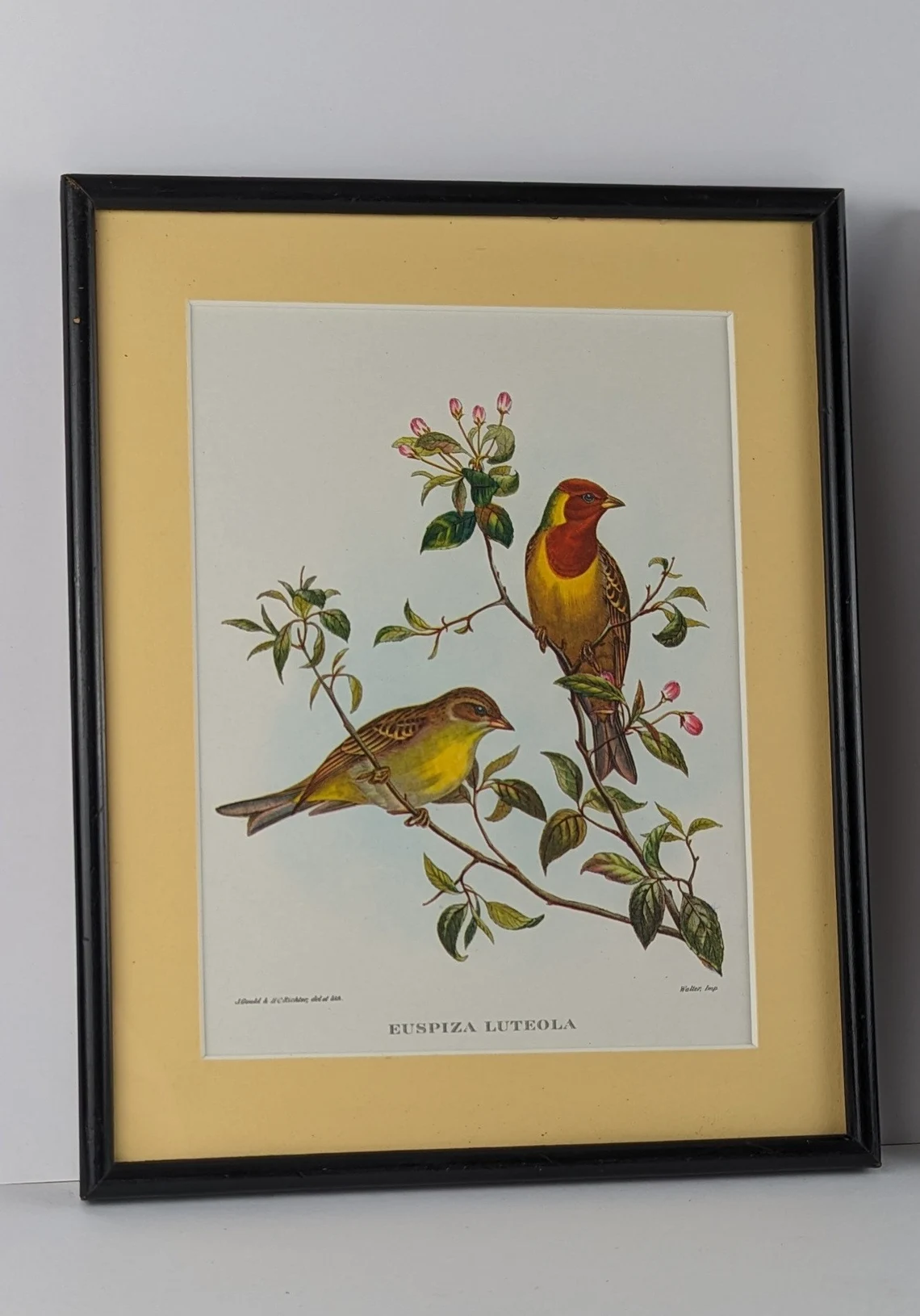 Vintage Scarlet Finch & Red Headed Bunting pair of bird illustration prints in matching vintage solid black wooden frames, after John Gould - Image 2