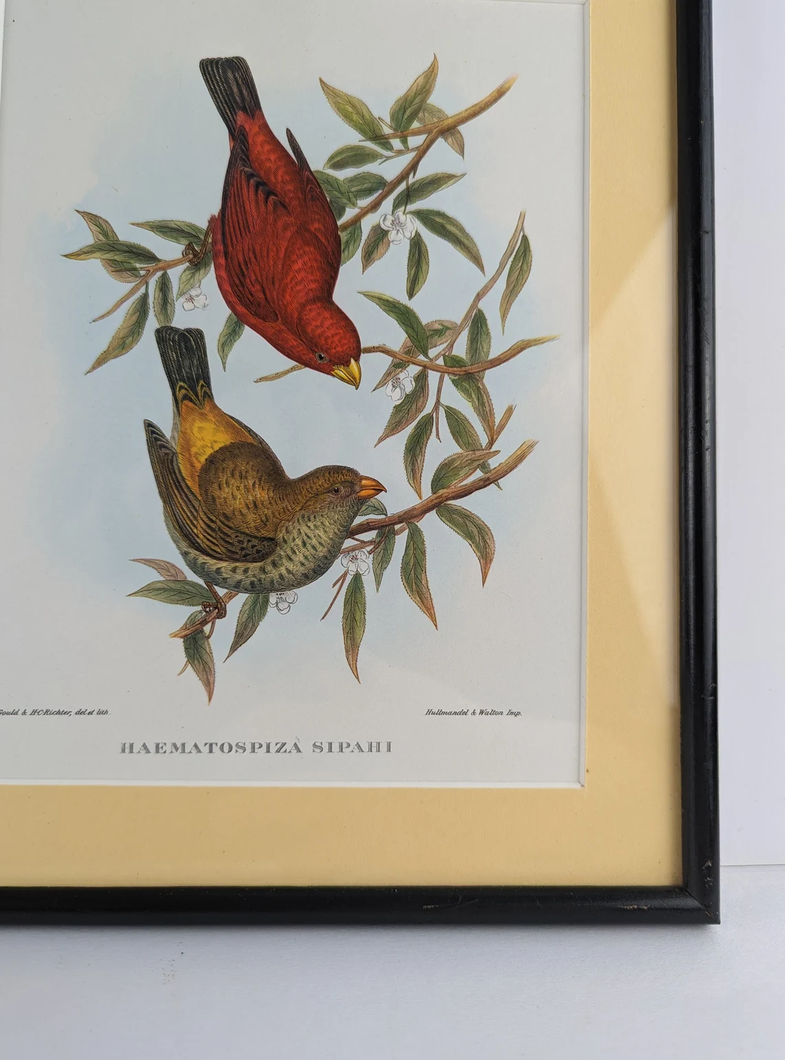 Vintage Scarlet Finch & Red Headed Bunting pair of bird illustration prints in matching vintage solid black wooden frames, after John Gould - Image 9