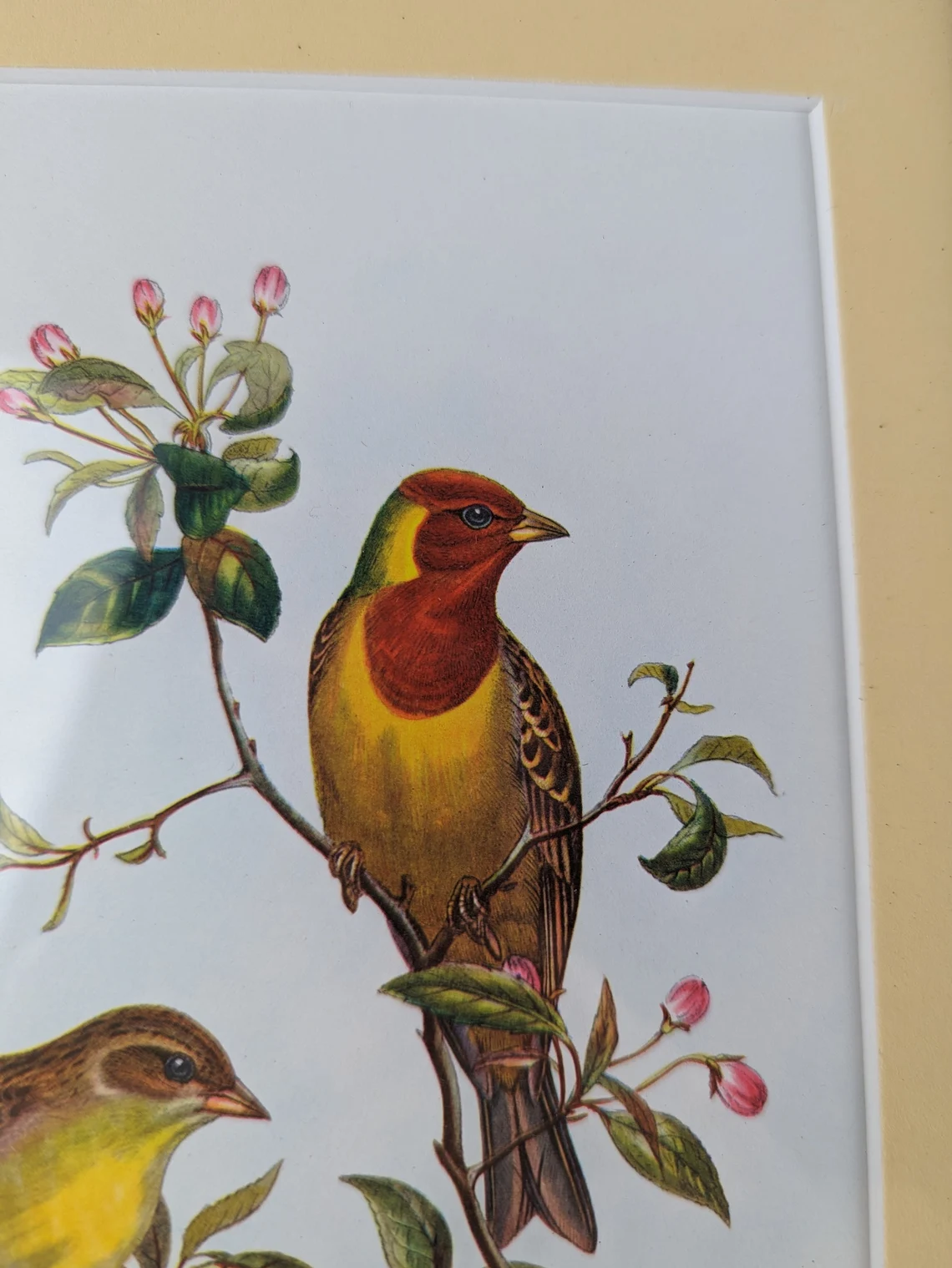 Vintage Scarlet Finch & Red Headed Bunting pair of bird illustration prints in matching vintage solid black wooden frames, after John Gould - Image 5