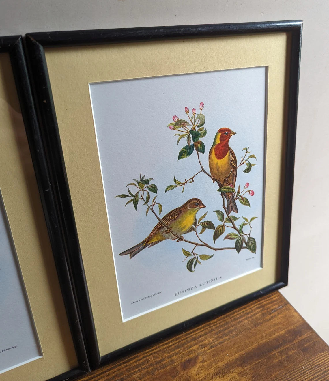 Vintage Scarlet Finch & Red Headed Bunting pair of bird illustration prints in matching vintage solid black wooden frames, after John Gould - Image 7