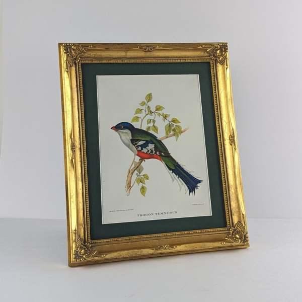 Cuban Trogon bird by John Gould