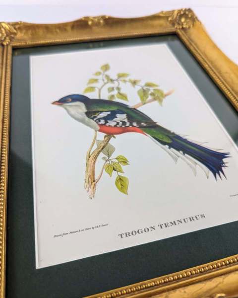 Vintage Cuban Trogon bird print in gilt vintage frame, Trogon Temnurus after John Gould (1804-81) - Image 5