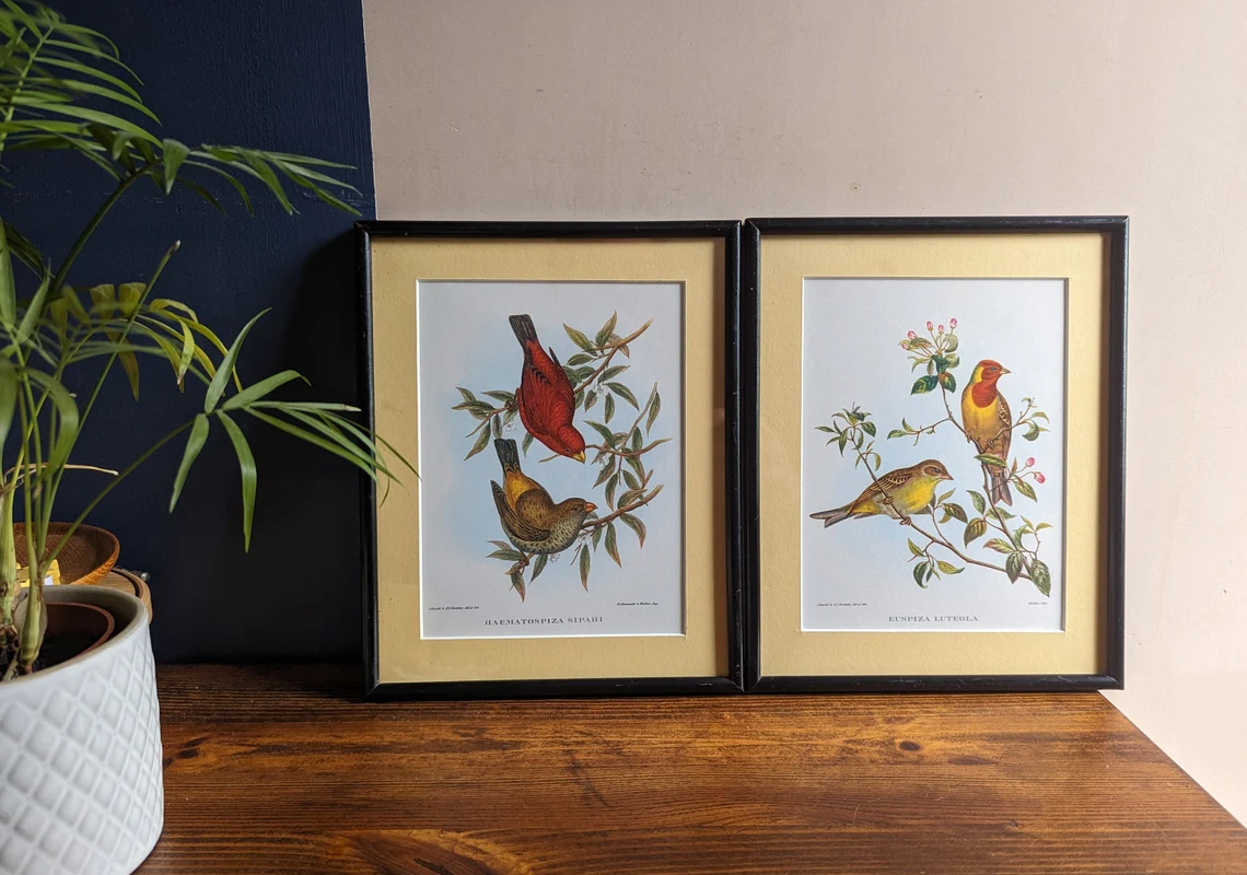 Vintage Scarlet Finch & Red Headed Bunting pair of bird illustration prints in matching vintage solid black wooden frames, after John Gould - Image 6
