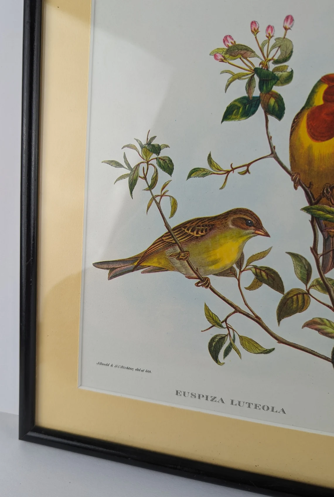 Vintage Scarlet Finch & Red Headed Bunting pair of bird illustration prints in matching vintage solid black wooden frames, after John Gould - Image 4