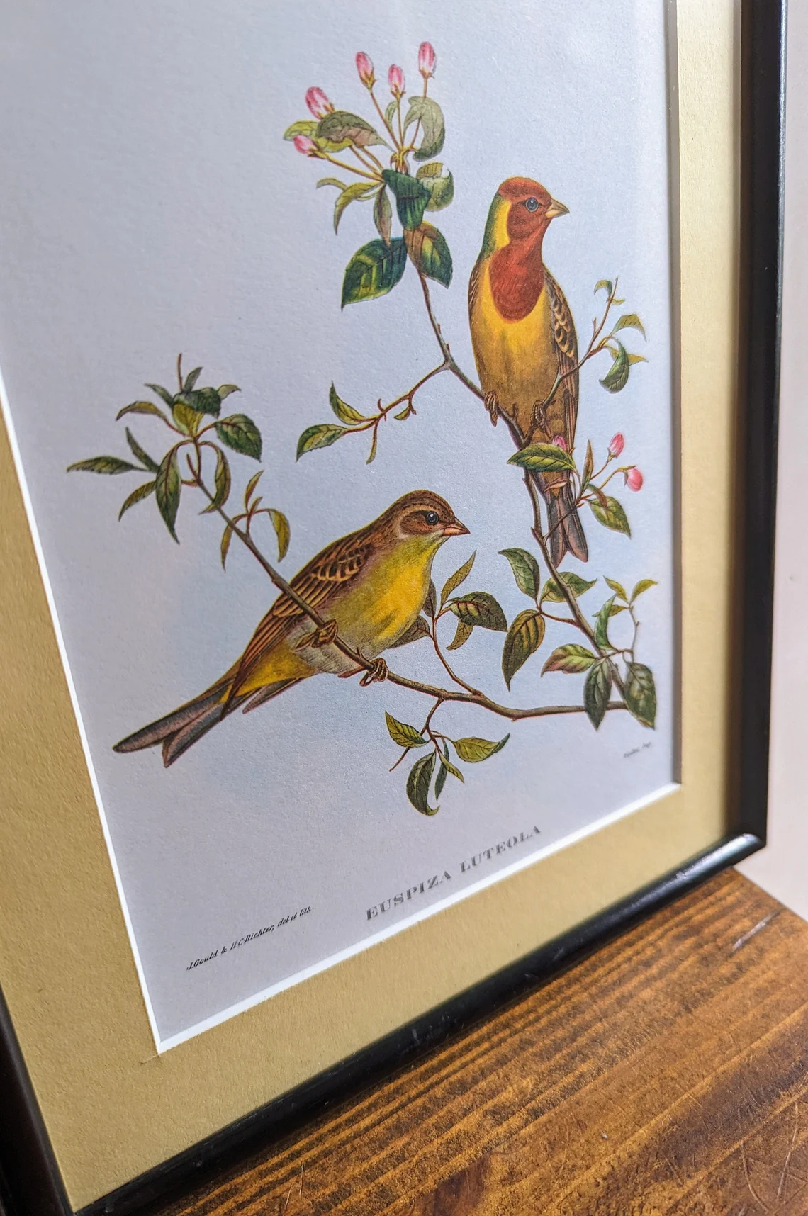 Vintage Scarlet Finch & Red Headed Bunting pair of bird illustration prints in matching vintage solid black wooden frames, after John Gould - Image 3