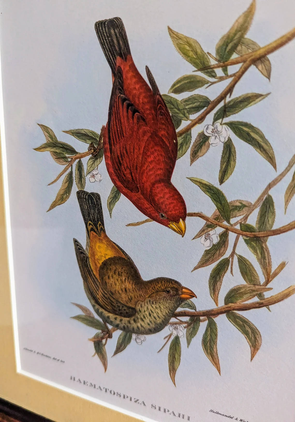 Vintage Scarlet Finch & Red Headed Bunting pair of bird illustration prints in matching vintage solid black wooden frames, after John Gould - Image 8