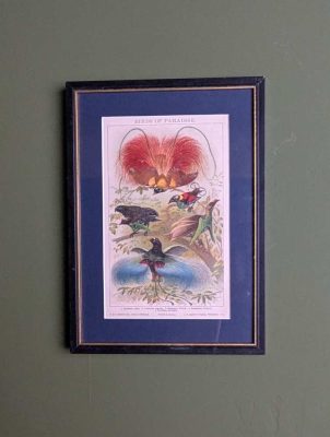 Birds of Paradise after F. A. Brockhaus, 1890s illustration in vintage frame