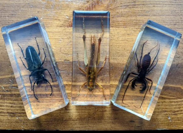 Large beetle, scorpion and locust insect collection in resin blocks - Image 4