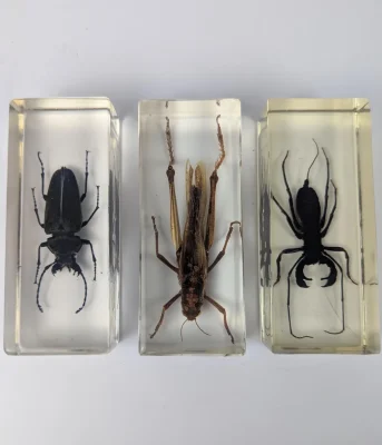 large insects in resin