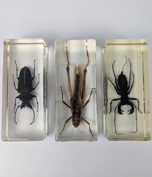 large insects in resin