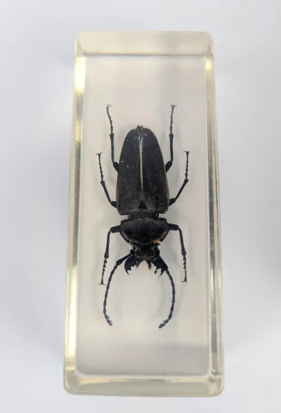 Large beetle, scorpion and locust insect collection in resin blocks - Image 3