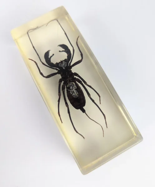 Large beetle, scorpion and locust insect collection in resin blocks - Image 8