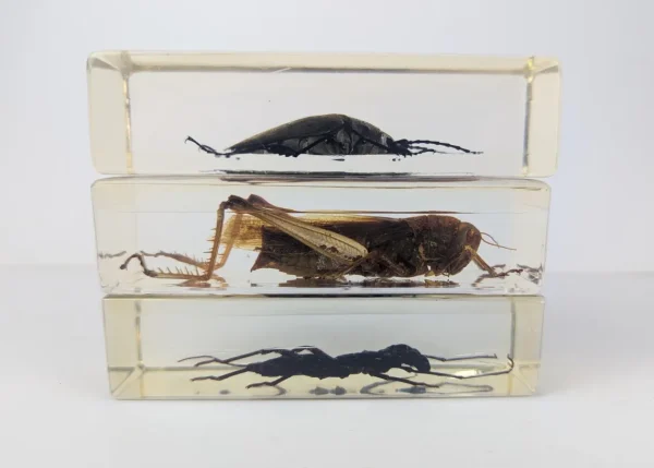 Large beetle, scorpion and locust insect collection in resin blocks - Image 5