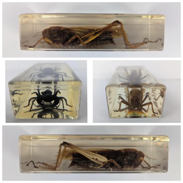 Large beetle, scorpion and locust insect collection in resin blocks - Image 9