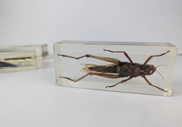 locust, beetles, scorpion