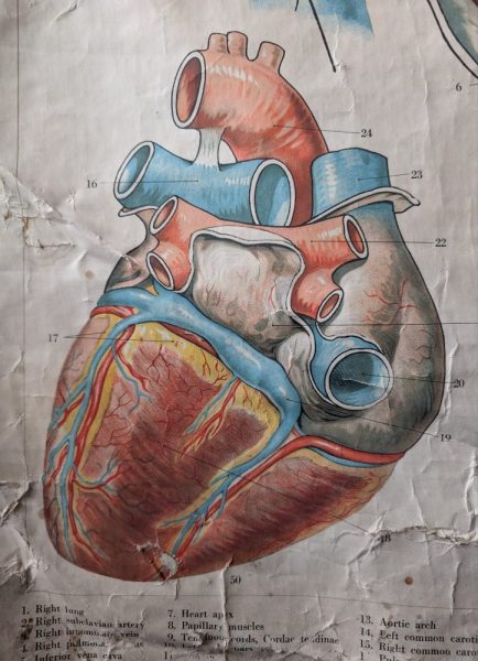 c.1920s Human heart anatomy medical diagram by Adam Rouilly of Fitzroy ...