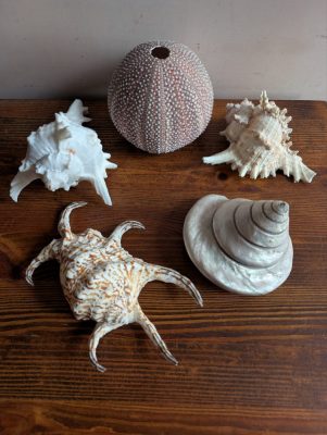 Vintage large seashell collection