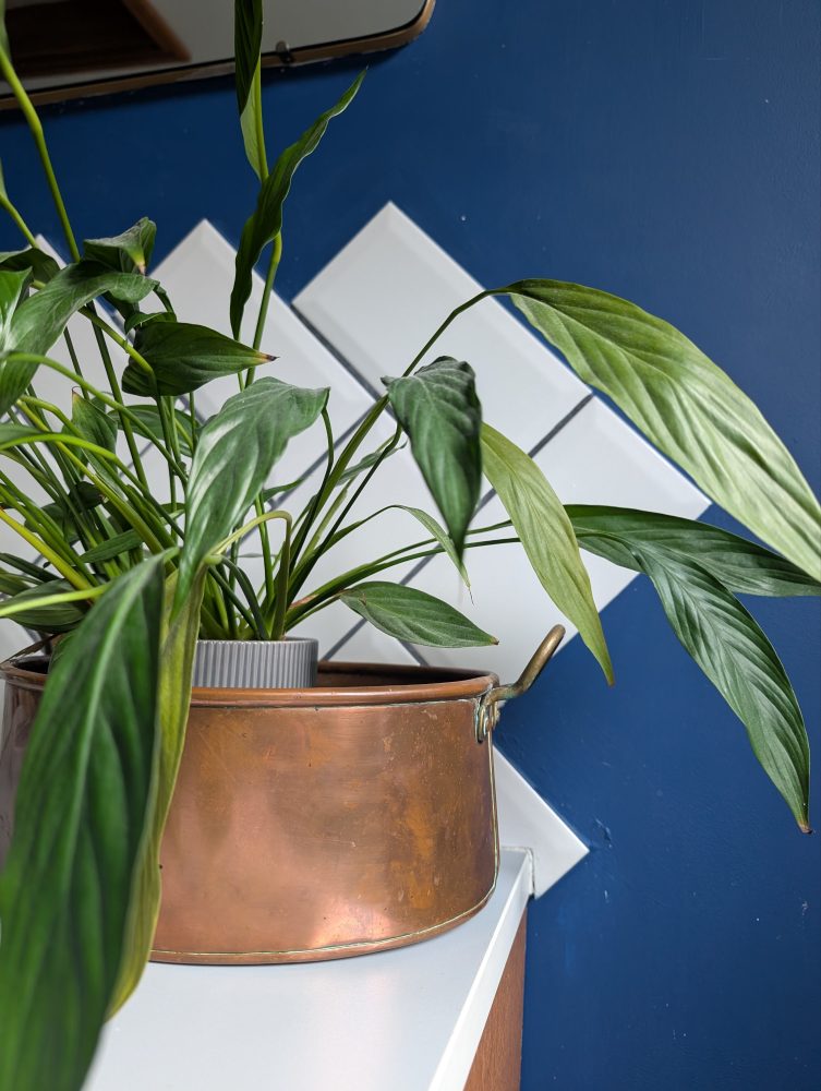 Victorian brass cooking pot planter - Image 10