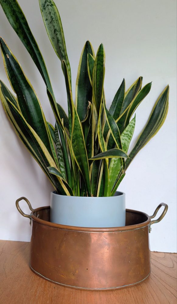 Victorian brass cooking pot planter - Image 5