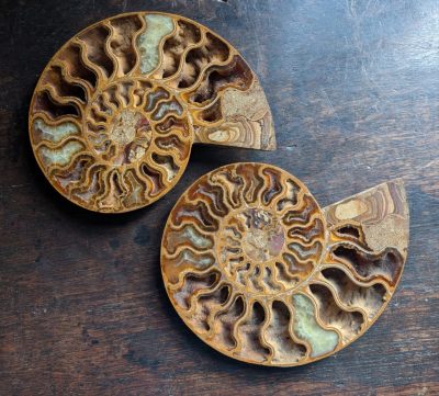 A 120 million year old Cretaceous period ammonite