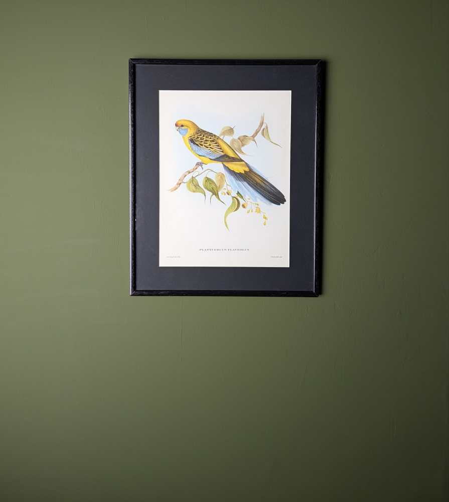 Yellow Rosella bird, large print after J & E Gould in vintage frame - Image 4