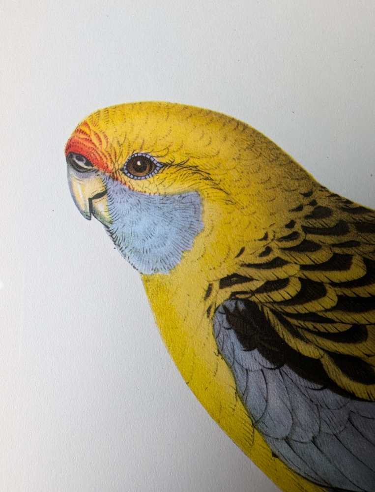 Yellow Rosella bird, large print after J & E Gould in vintage frame - Image 3