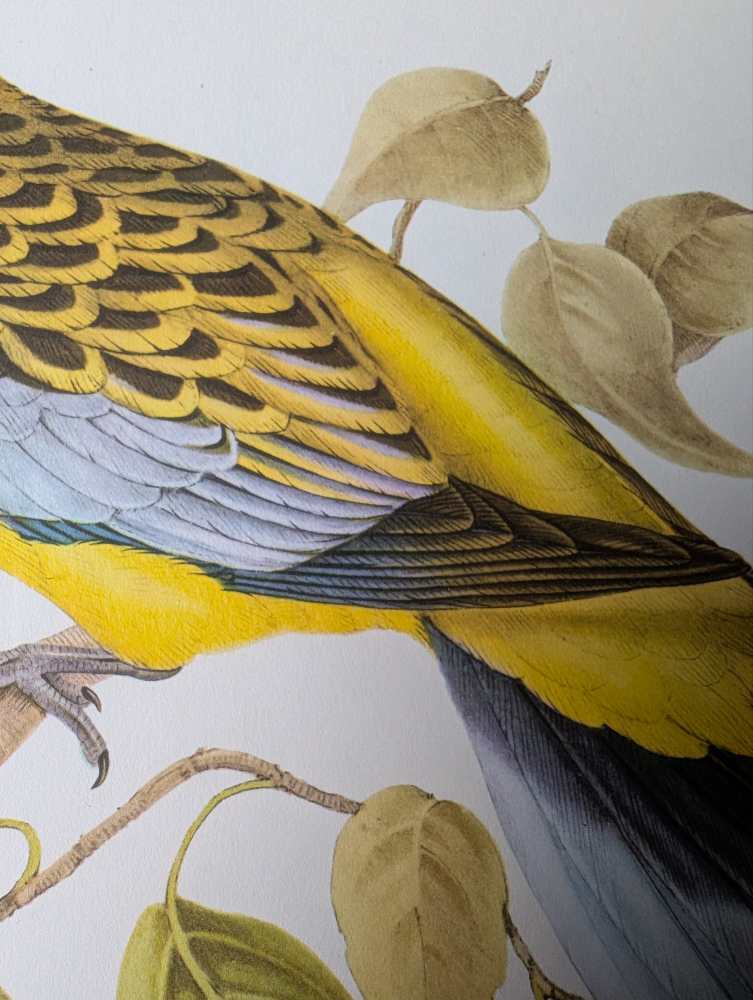 Yellow Rosella bird, large print after J & E Gould in vintage frame - Image 8
