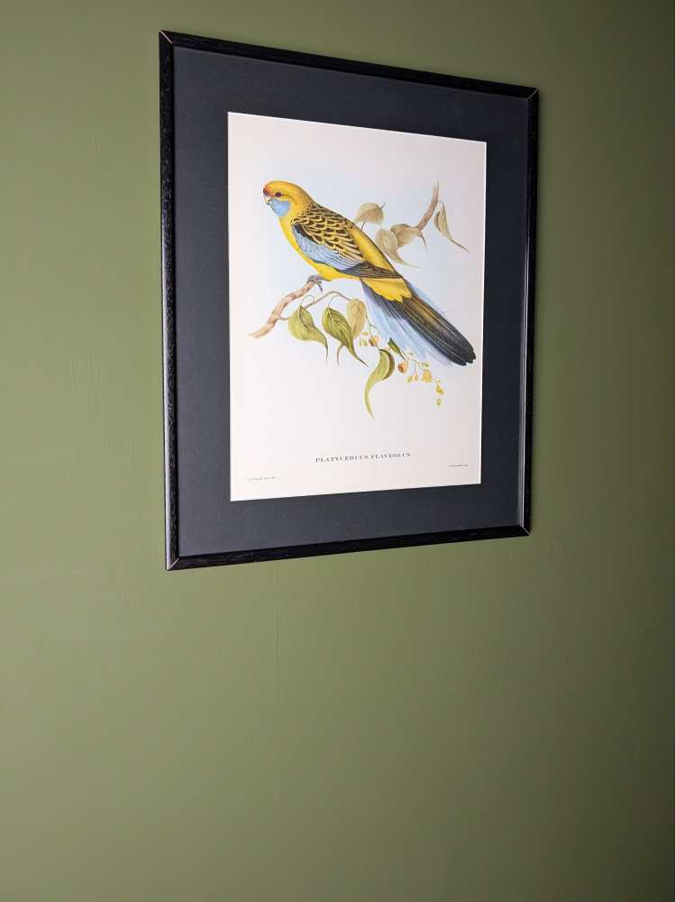 Yellow Rosella bird, large print after J & E Gould in vintage frame - Image 9
