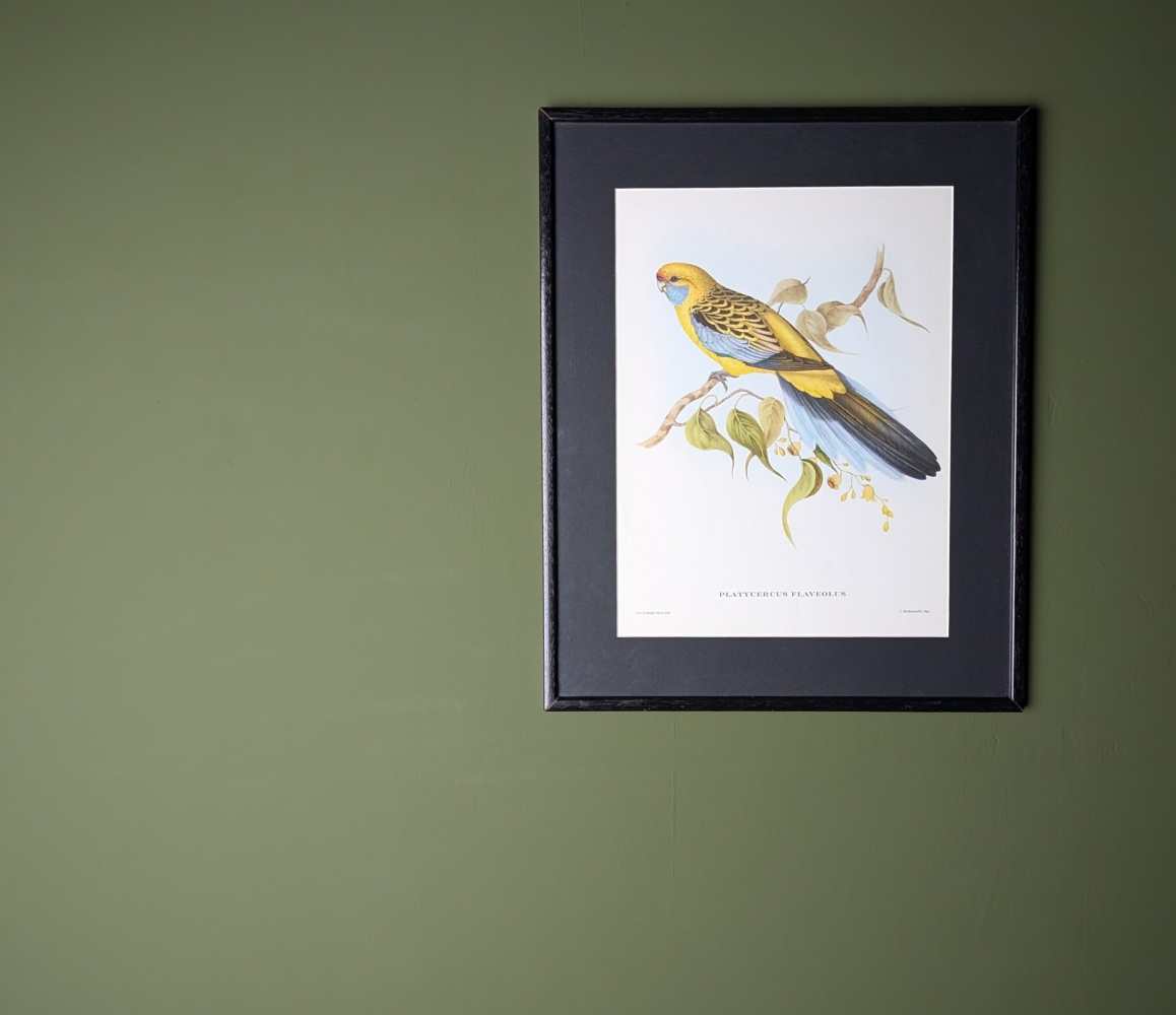 Yellow Rosella bird, large print after J & E Gould in vintage frame - Image 7