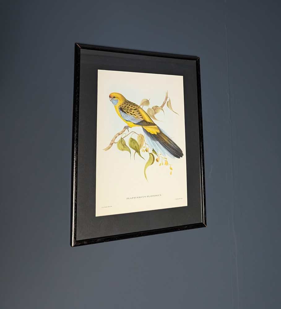 Yellow Rosella bird, large print after J & E Gould in vintage frame - Image 5
