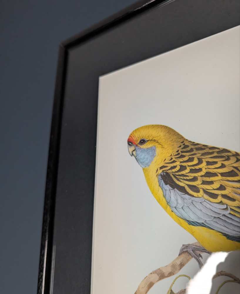 Yellow Rosella bird, large print after J & E Gould in vintage frame - Image 6
