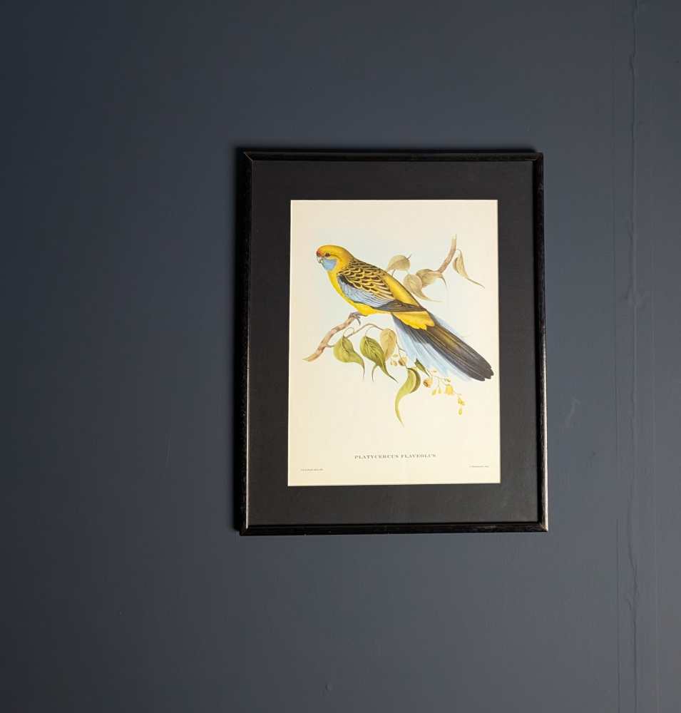 Yellow Rosella bird, large print after J & E Gould in vintage frame - Image 2
