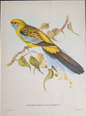 Yellow Rosella bird, large print after J & E Gould in vintage frame