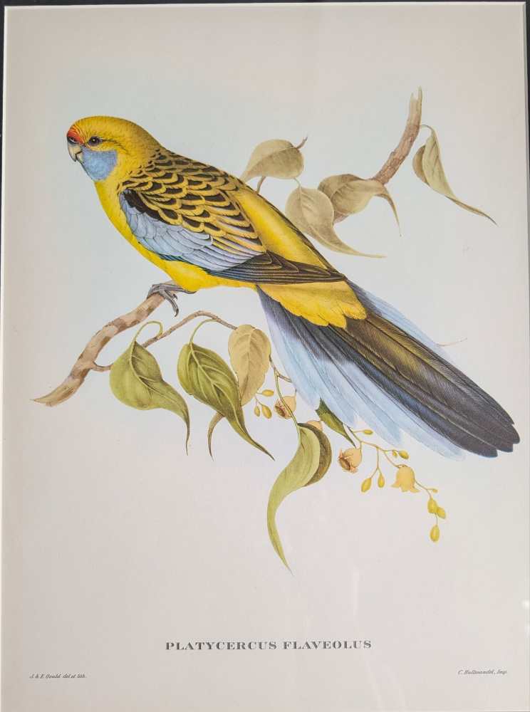 Yellow Rosella bird, large print after J & E Gould in vintage frame