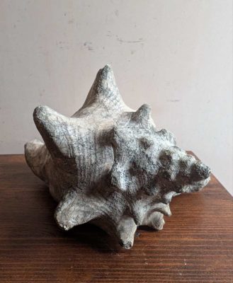 Large antique Pink Queen Conch