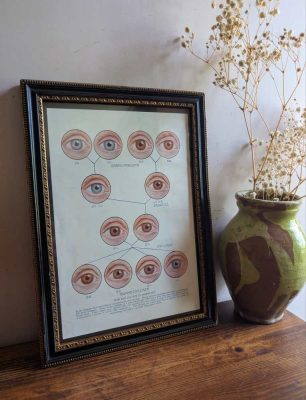 Early 1900s Eye Colour diagram in vintage frame