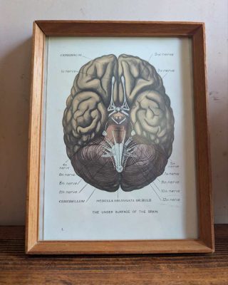 Early 1900s colour diagram of the human brain in vintage frame