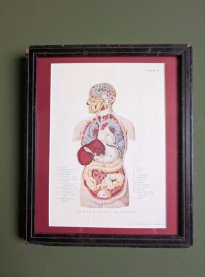 1928 colour diagram of the human body in vintage frame