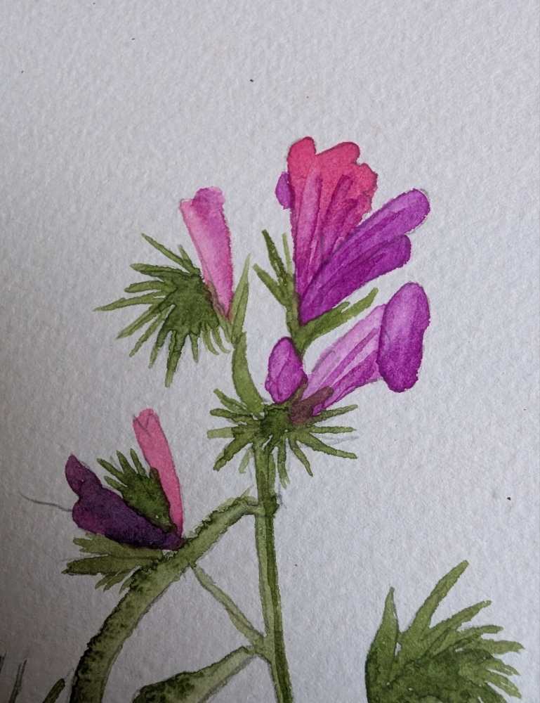 Original watercolour painting of pink wildflowers in vintage wooden frame - Image 2