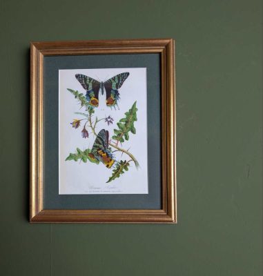 Madagascan Sunset Moth after 19th century French illustration in vintage frame