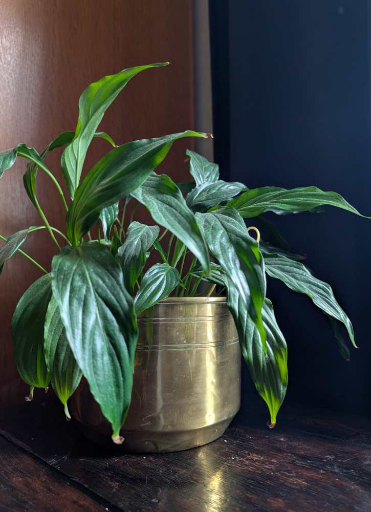 Early 1900s Nestor Birmingham brass plant pot - Image 6