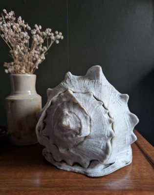 Large Cassis Cornuta Shell