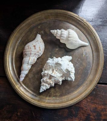 Trio of vintage conical seashells