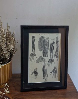 Early 1900s medical illustration of muscles in vintage frame