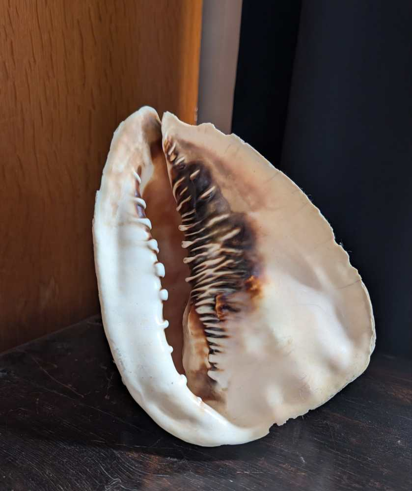 Large Cassis Cornuta Shell - Image 6